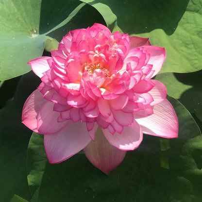 Lotus Minglew Tuber