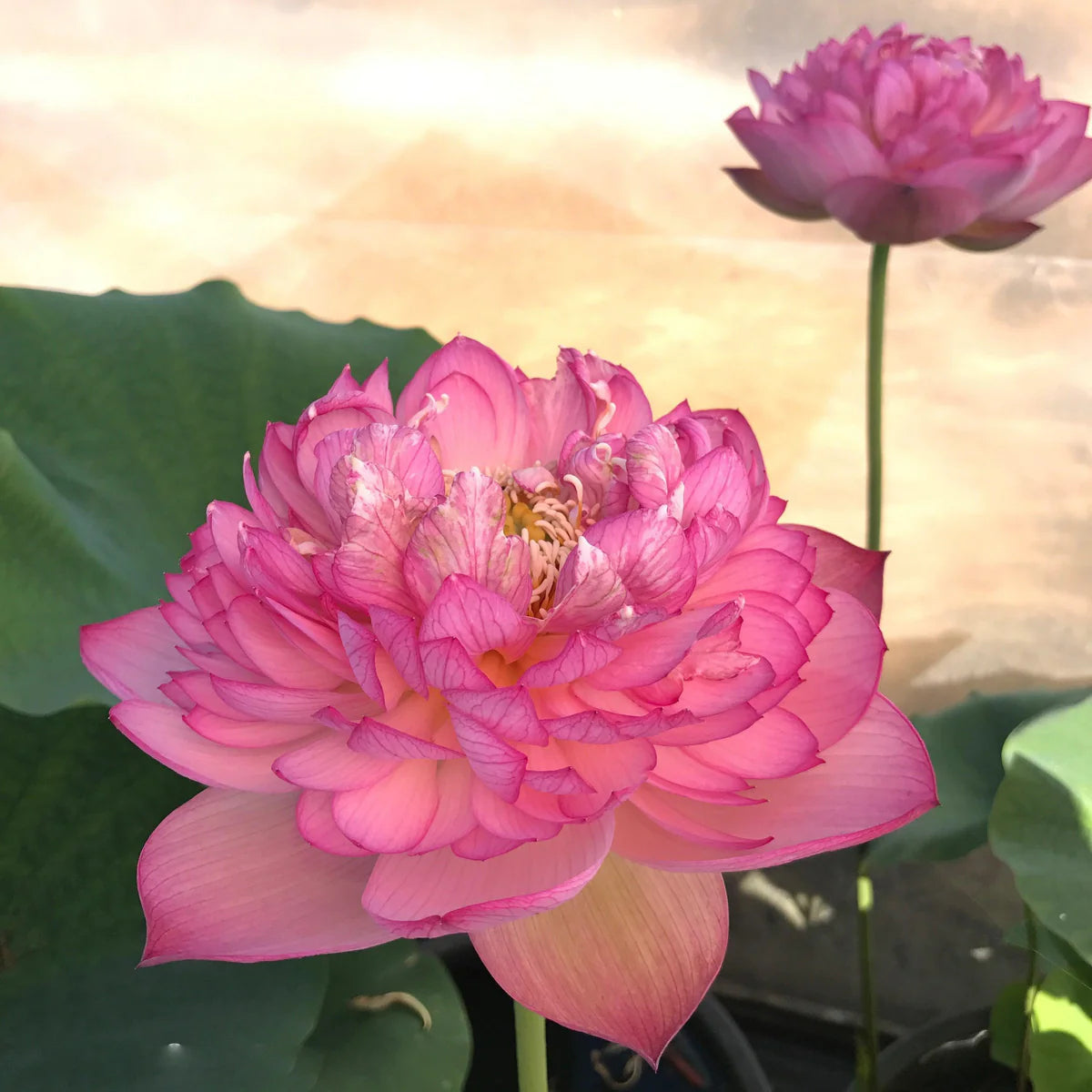 Lotus Minglew Tuber