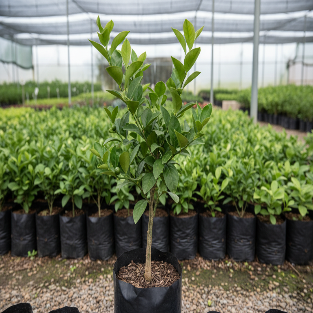 Sweet Lemon (Nimbu) Grafted Tree