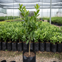 Sweet Lemon (Nimbu) Grafted Tree