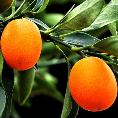 Sweet Lemon Grafted Tree