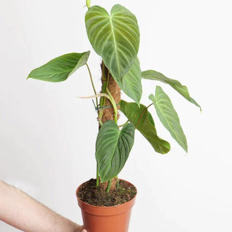 Philodendron Nangaritense - plant store® 