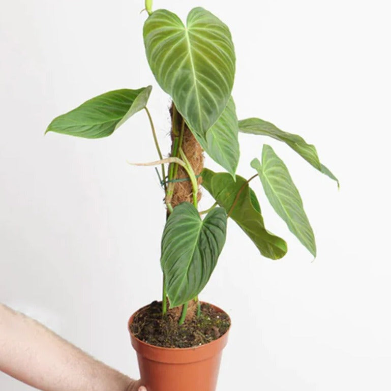 Philodendron Nangaritense