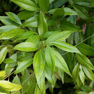 Tejpatta or Bay Leaf Grafted Tree