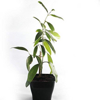 Tejpatta or Bay Leaf Grafted Tree