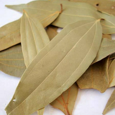 Tejpatta or Bay Leaf Grafted Tree