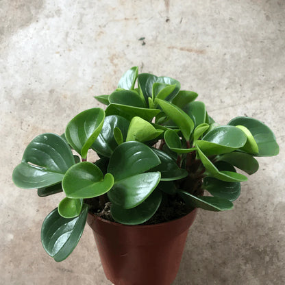 Peperomia Green Plant