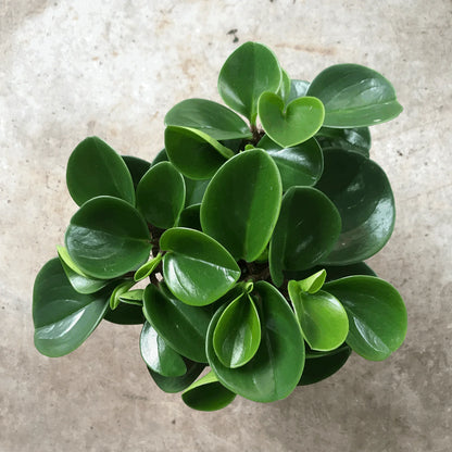 Peperomia Green Plant