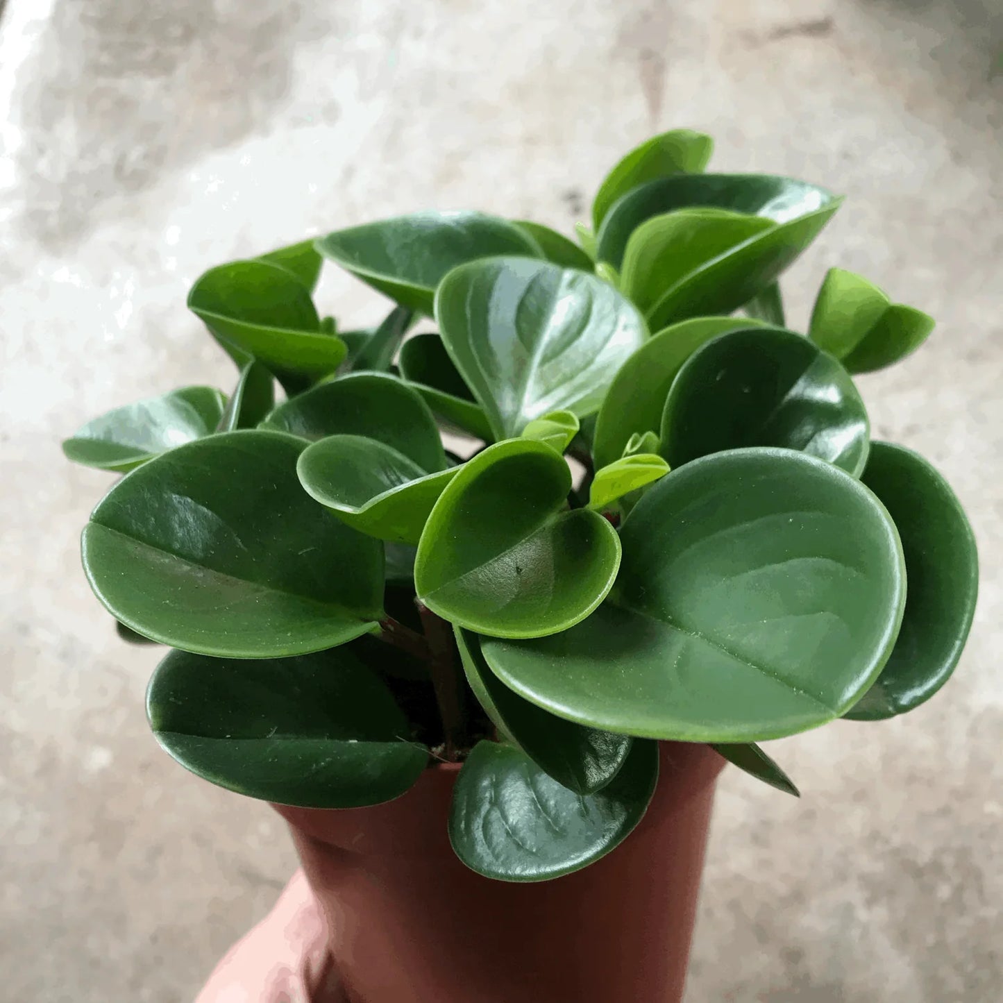 Peperomia Green Plant