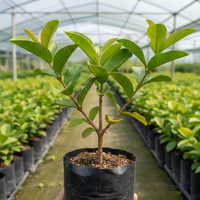 Thai Golden 8 Guava Grafted Plant