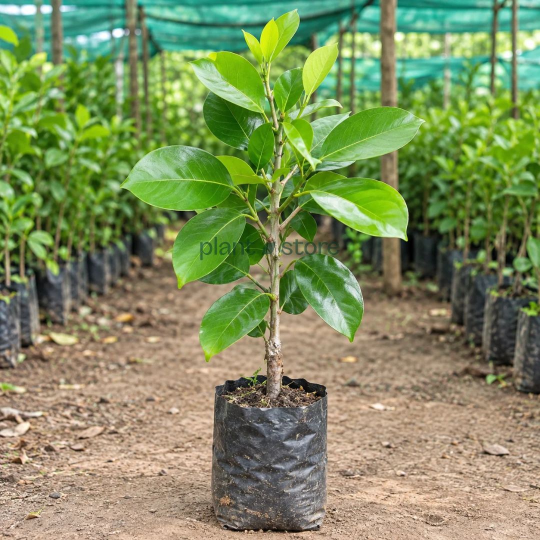 Thai King Jamun Grafted Plant