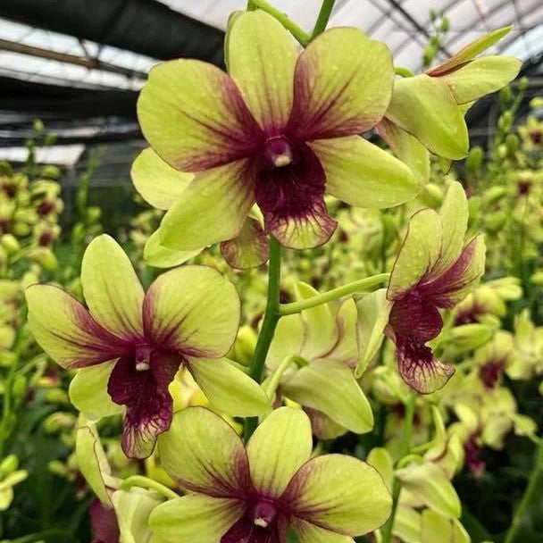 Orchid - Dendrobium Thongchai Gold (Blooming Size) - plant store® 
