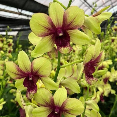 Orchid - Dendrobium Thongchai Gold Chaisri (Blooming Size)