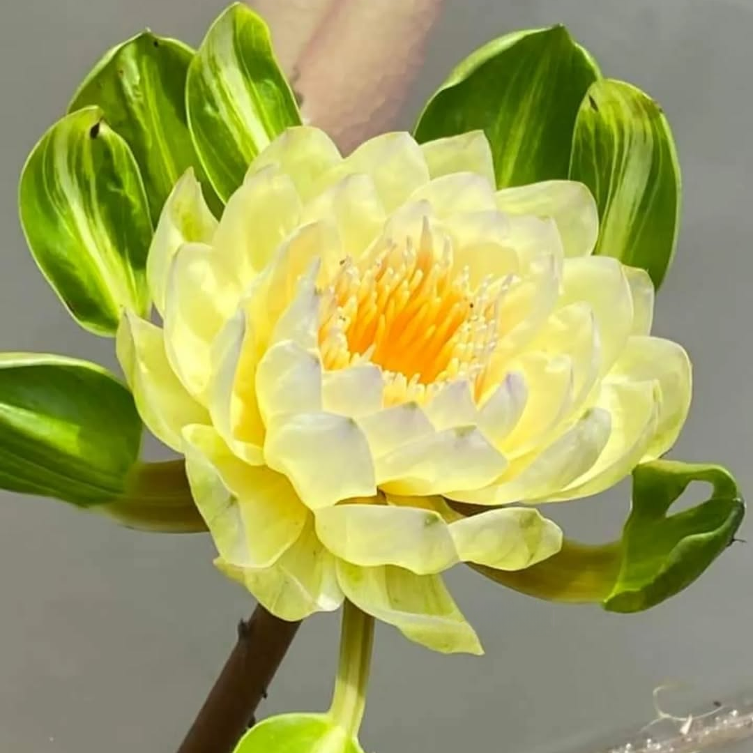 Thongtara Tropical Waterlily