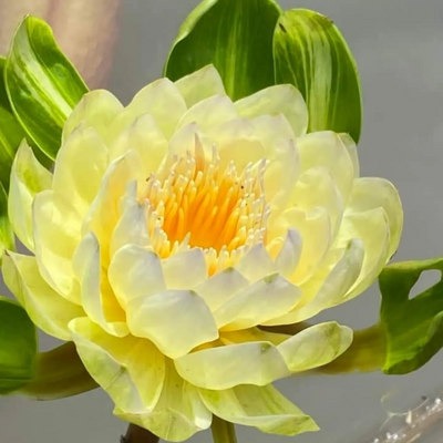 Thongtara Tropical Waterlily