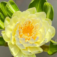 Thongtara Tropical Waterlily