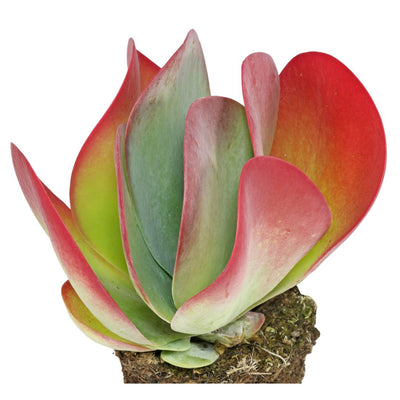 Kalanchoe Hobbit Bare Rooted