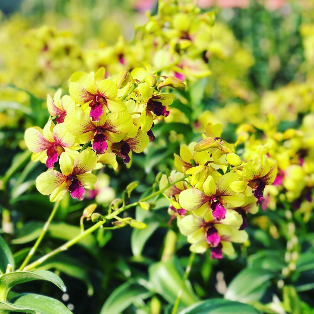 Orchid - Dendrobium Thongchai Gold (Blooming Size)