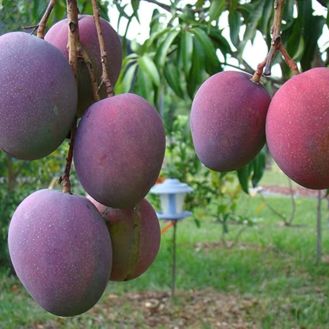 Tommy Atkins Mango Grafted Tree