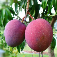 Tommy Atkins Mango Grafted Tree