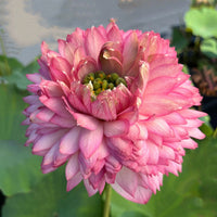 Mythri Lotus Tuber