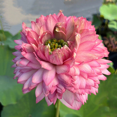 Mythri Lotus Tuber