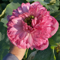 Mythri Lotus Tuber