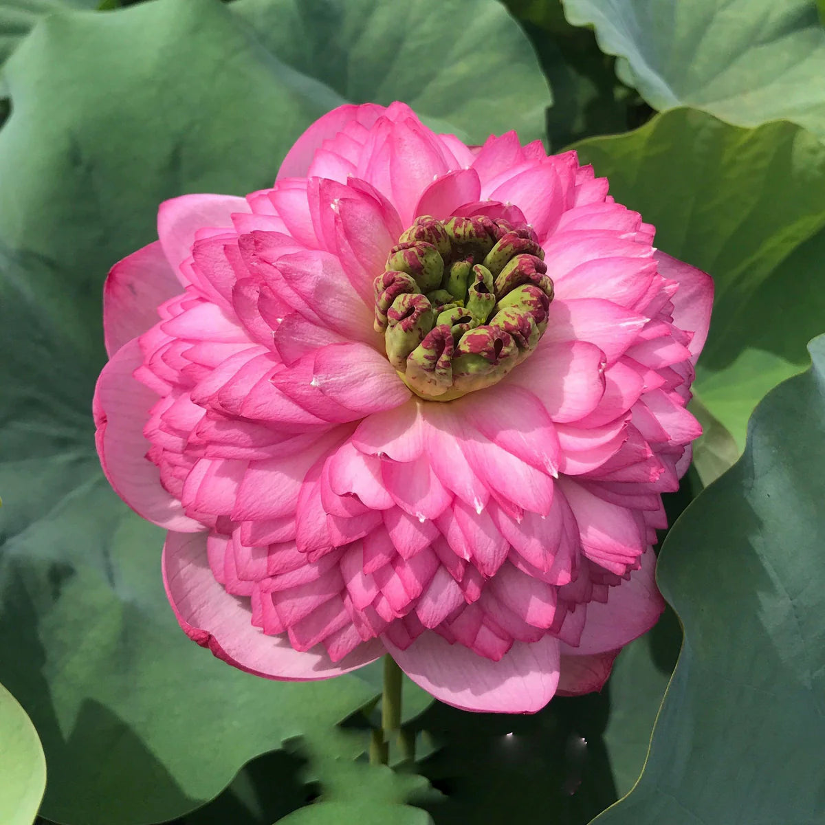 Mythri Lotus Tuber