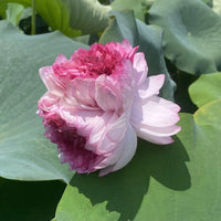 Rose Pink Thousand Petals Lotus Tuber (Ultra Rare)