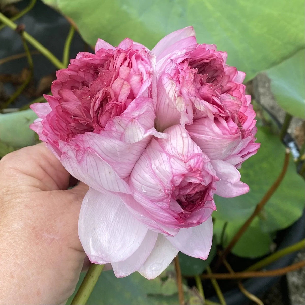 Rose Pink Thousand Petals Lotus Tuber (Ultra Rare)