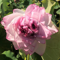 Rose Pink Thousand Petals Lotus Tuber (Ultra Rare)