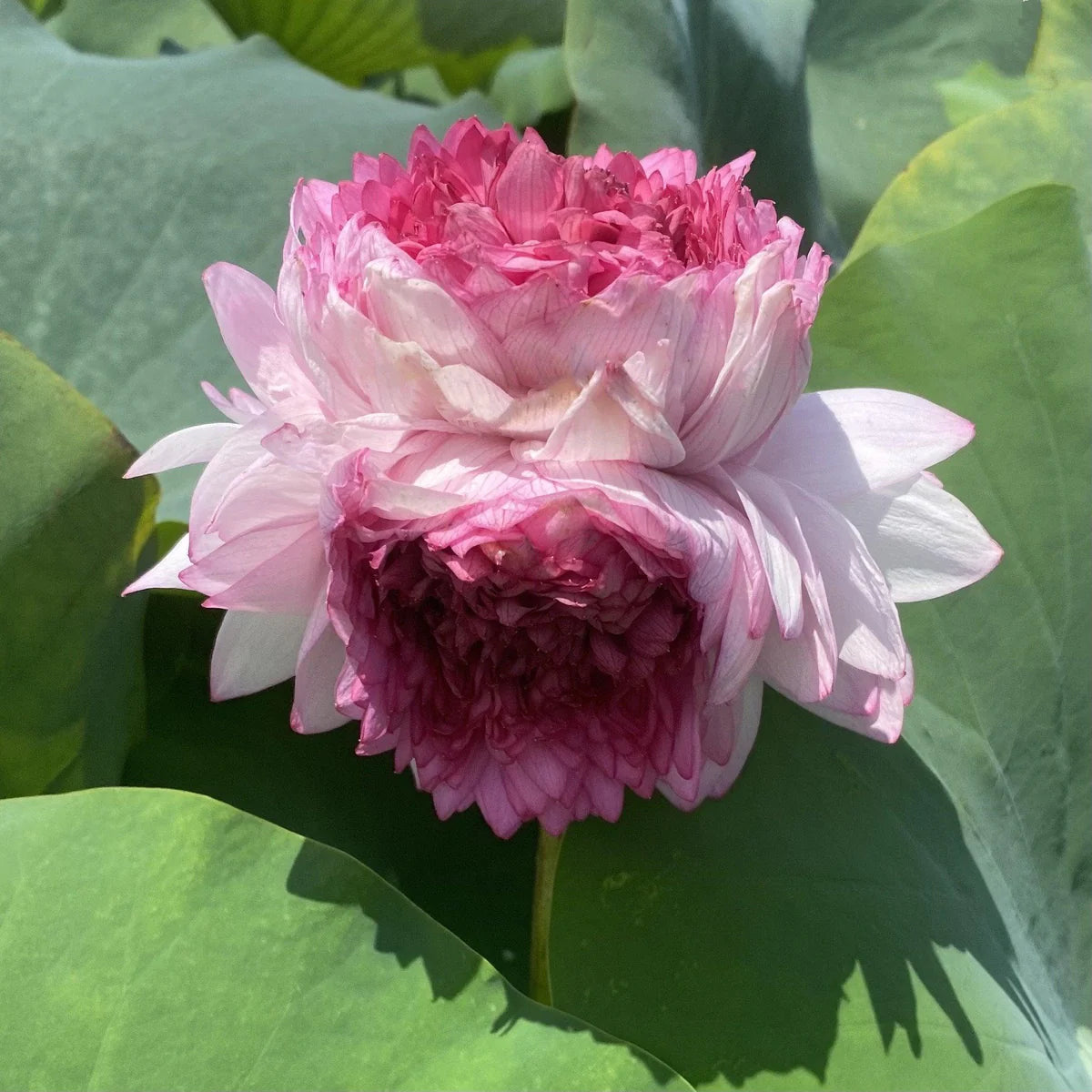 Rose Pink Thousand Petals Lotus Tuber (Ultra Rare)