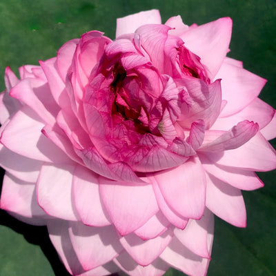 Rose Pink Thousand Petals Lotus Tuber (Ultra Rare)