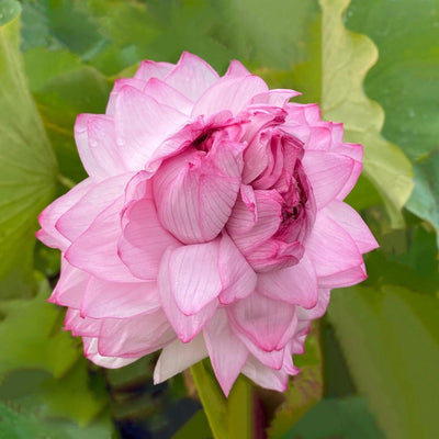 Rose Pink Thousand Petals Lotus Tuber (Ultra Rare)