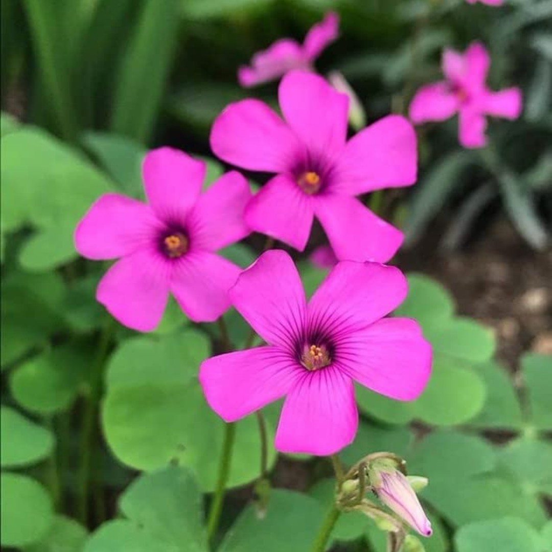 Oxalis Bulbs