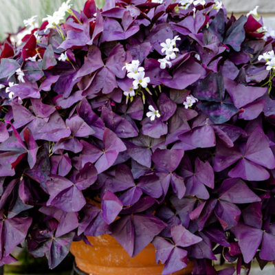 Oxalis Bulbs