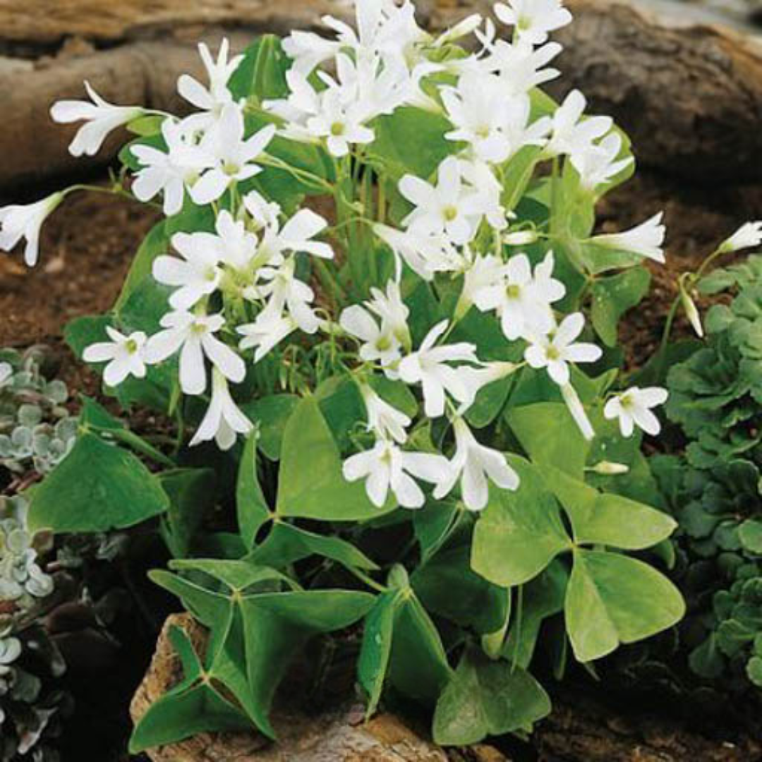 Oxalis Bulbs