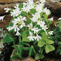 Oxalis Bulbs
