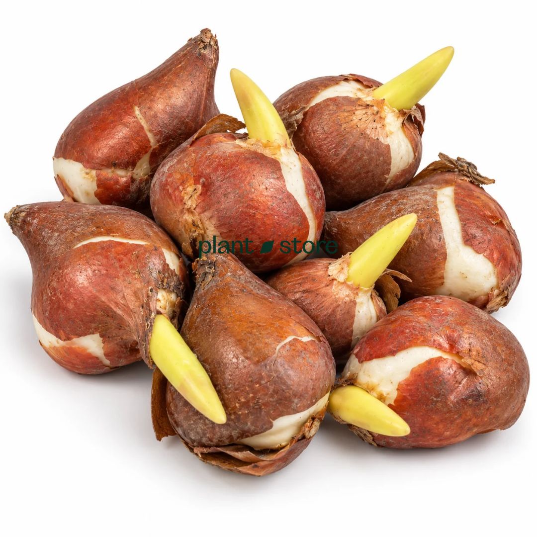 Dutch Tulip Big Love Flowering Bulbs (Netherland Imported)