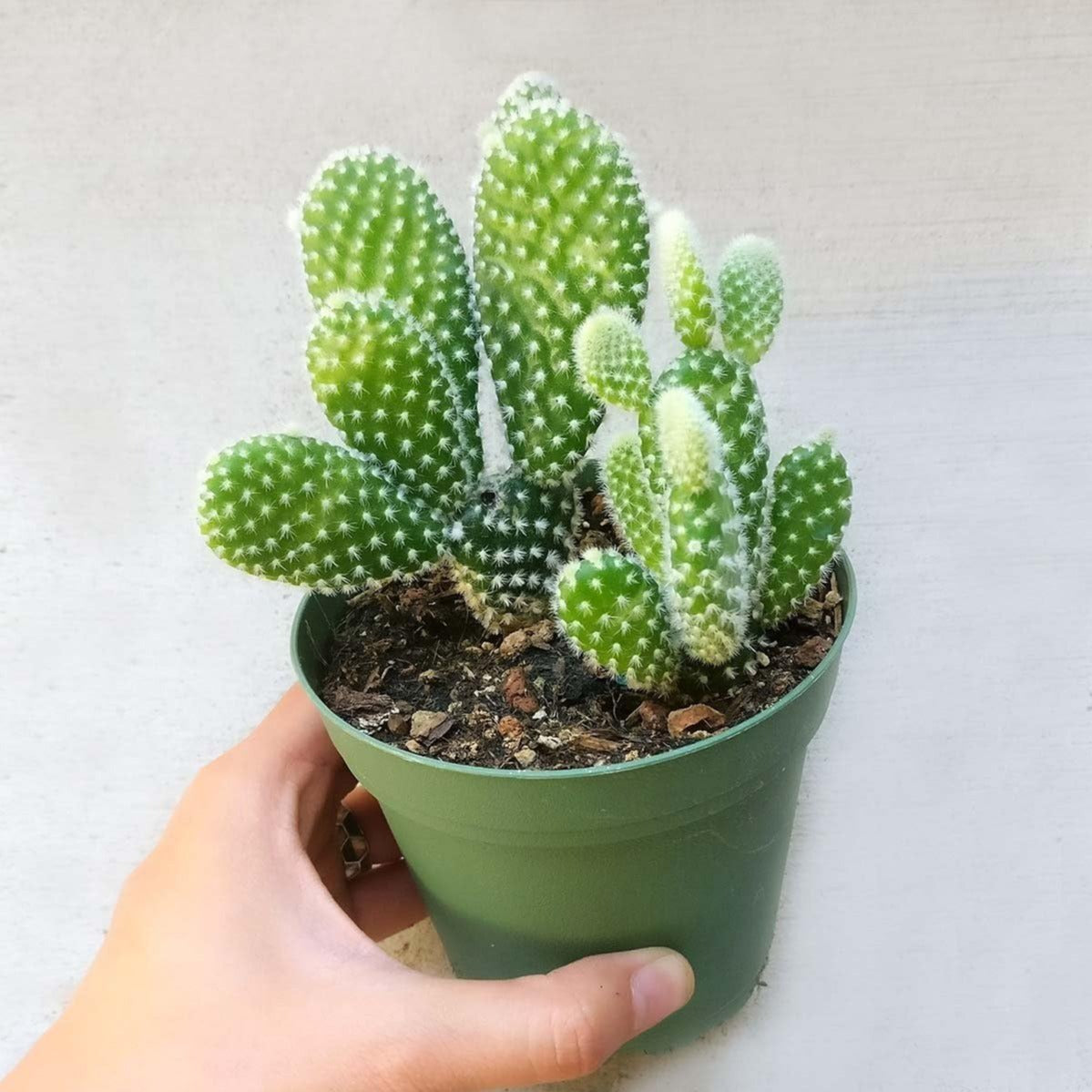 White Bunny Ear Cactus (Plant it Yourself) Bare Rooted