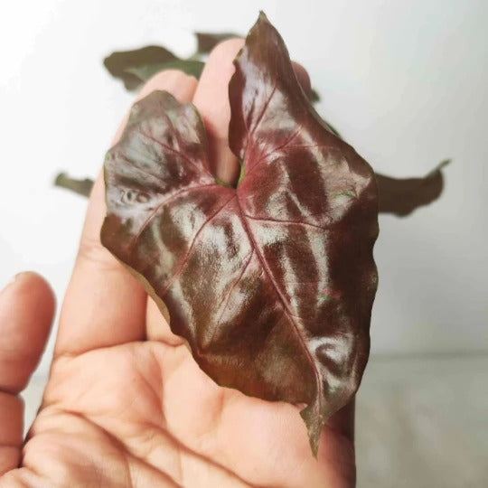 Syngonium Maria Bronze Allusion - plant store® 