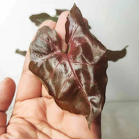 Syngonium Maria Bronze Allusion - plant store® 