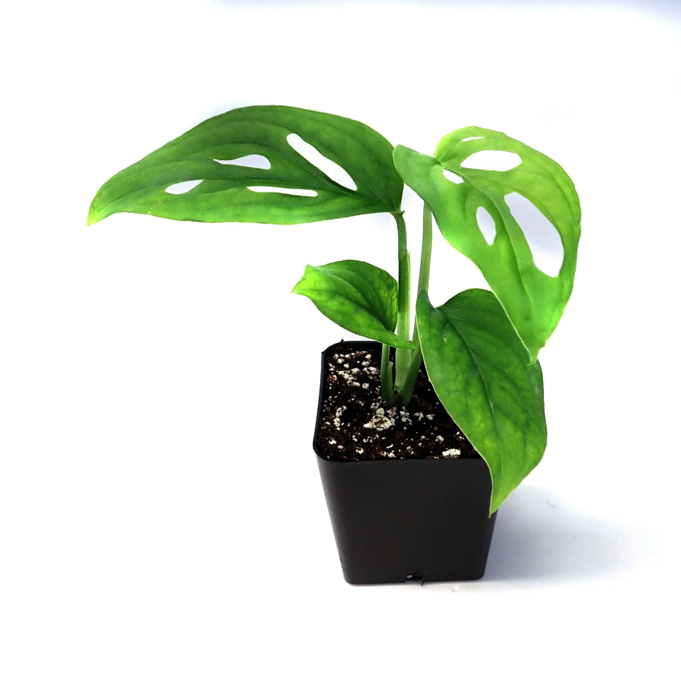 Monstera Adansonii, Swiss Cheese Vine - plant store® 