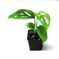Monstera Adansonii, Swiss Cheese Vine - plant store® 
