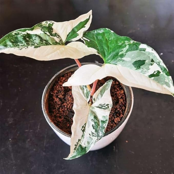 Syngonium Albo Variegated