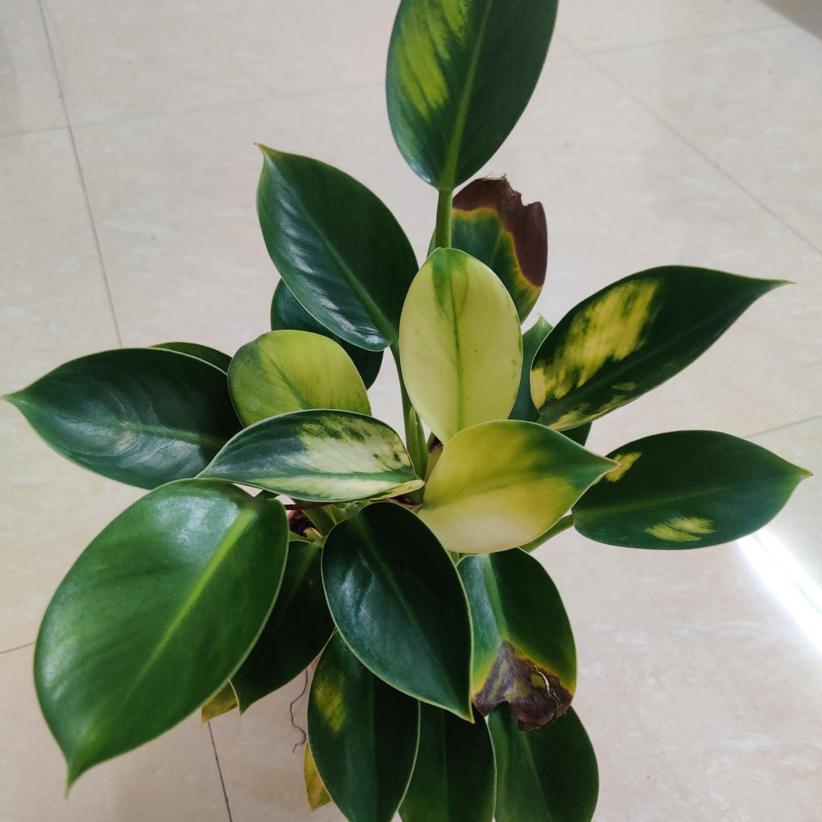 Philodendron White Knight - plant store® 