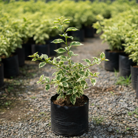 Thima Yellow Grafted Bougainvillea Plant