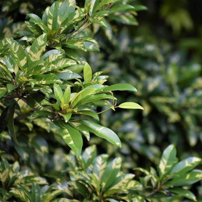 Variegated Chiku Grafted Tree