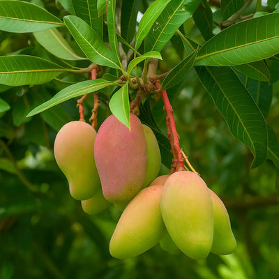 Carabao (Philippine) Mango Grafted Tree (World's Sweetest Mango)