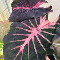 Colocasia Violet